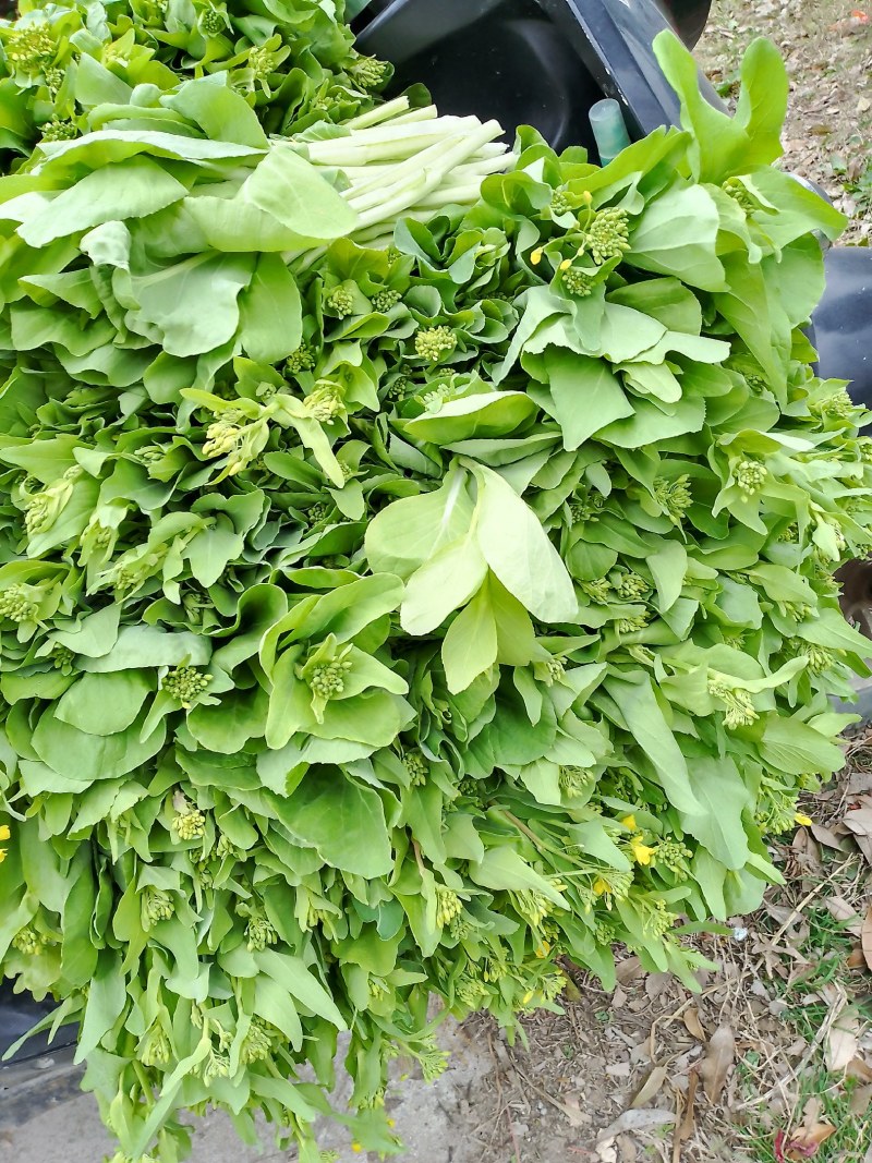 菜芯