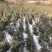松柏树大小大量有货