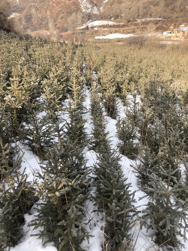 松柏树大小大量有货