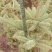 松柏树大小大量有货