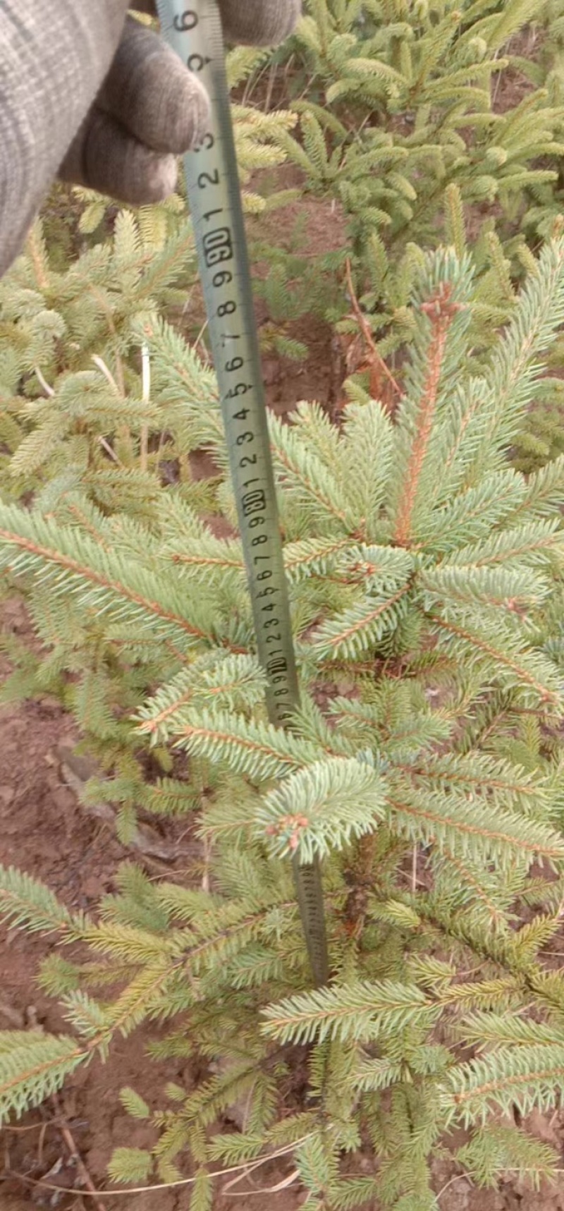 松柏树大小大量有货