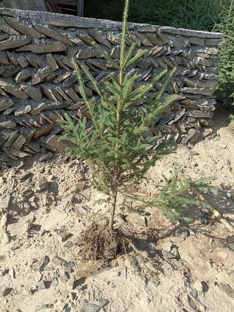 松柏树大小大量有货