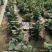 开封市惠禾润原种脱毒红薯苗商薯19