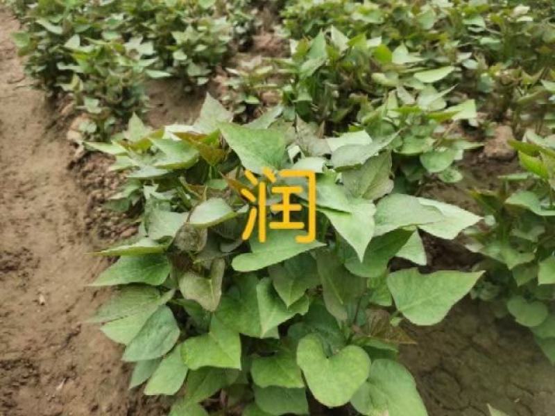 开封市惠禾润原种脱毒红薯苗商薯19