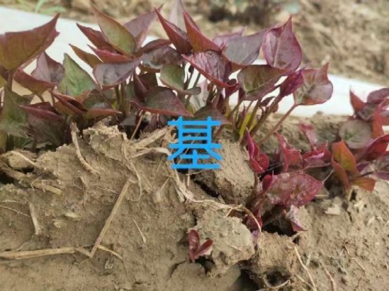 开封市惠禾润原种脱毒红薯苗商薯19