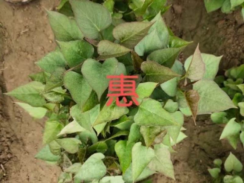 开封市惠禾润原种脱毒红薯苗商薯19