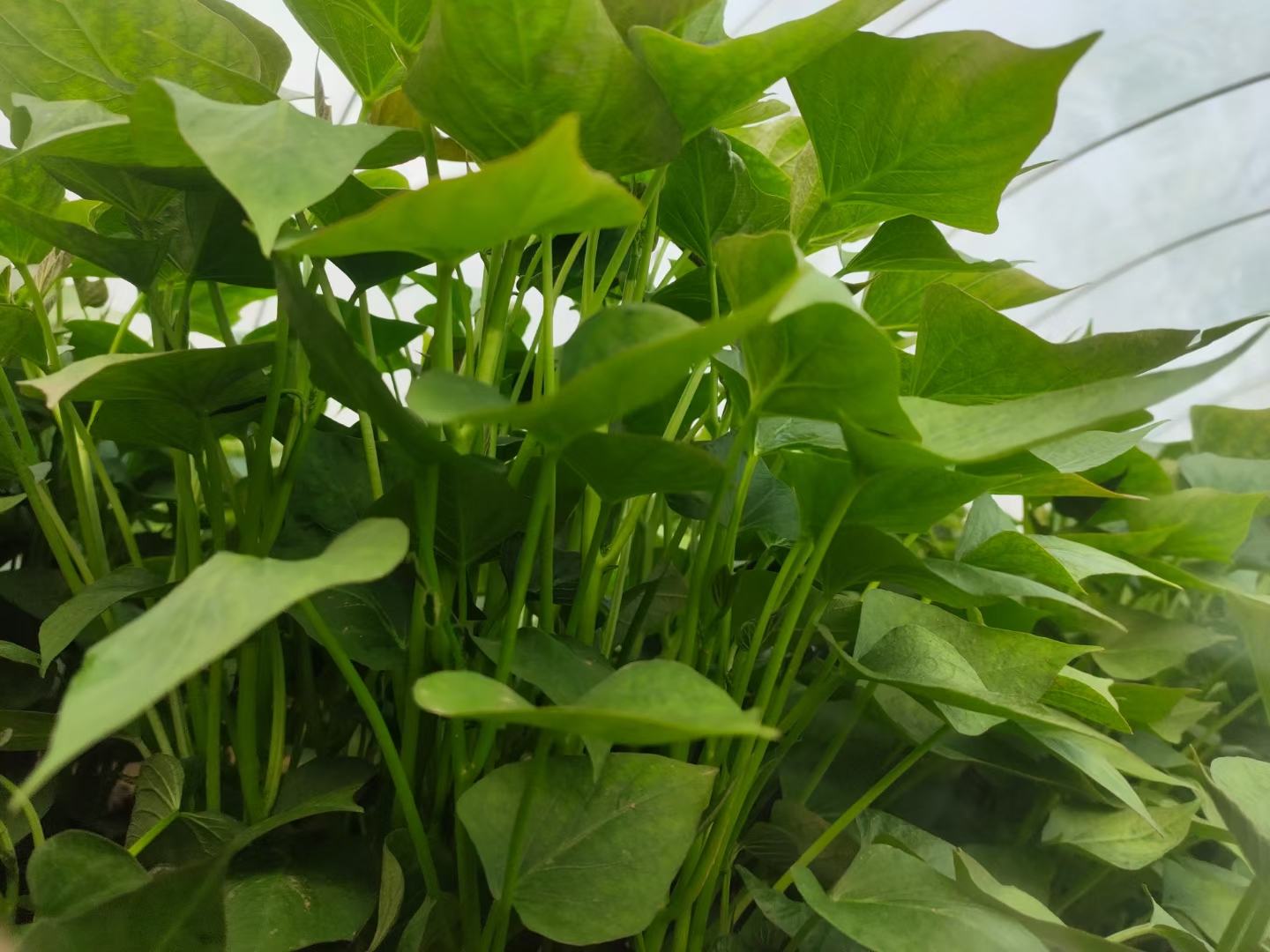 商薯19苗图片:展示叶片深绿、茎秆粗壮、根系发达的健康种苗 商薯19苗图片展示优质种苗特征