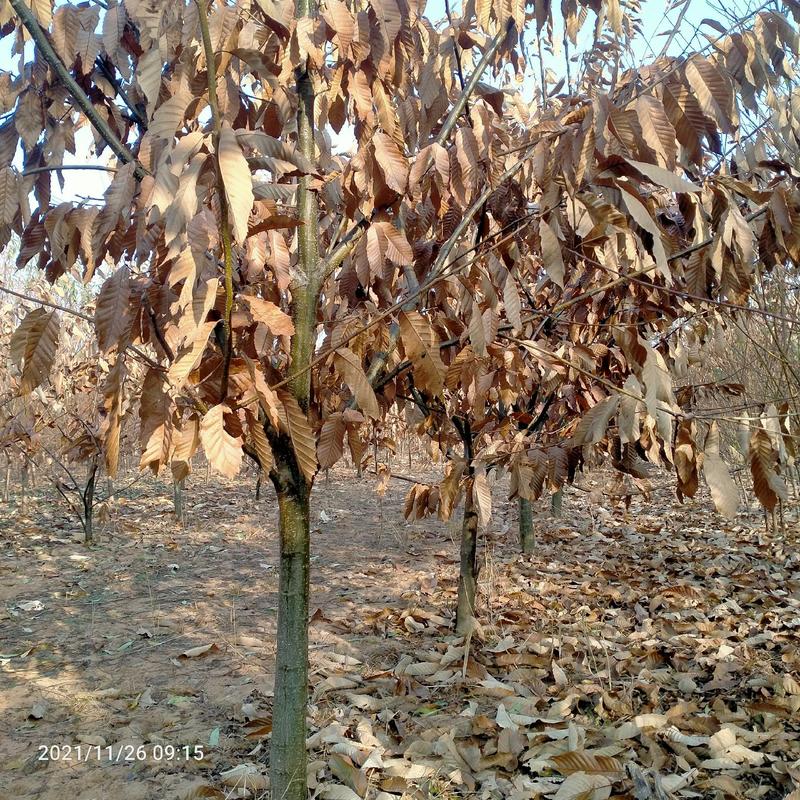 板栗苗，板栗实生苗，当年板栗树苗，量大，基地直供苗，