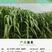 甜象草巨菌草皇竹草产量高可四季增长适合猪马牛羊的