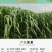 甜象草巨菌草皇竹草产量高可四季增长适合猪马牛羊的