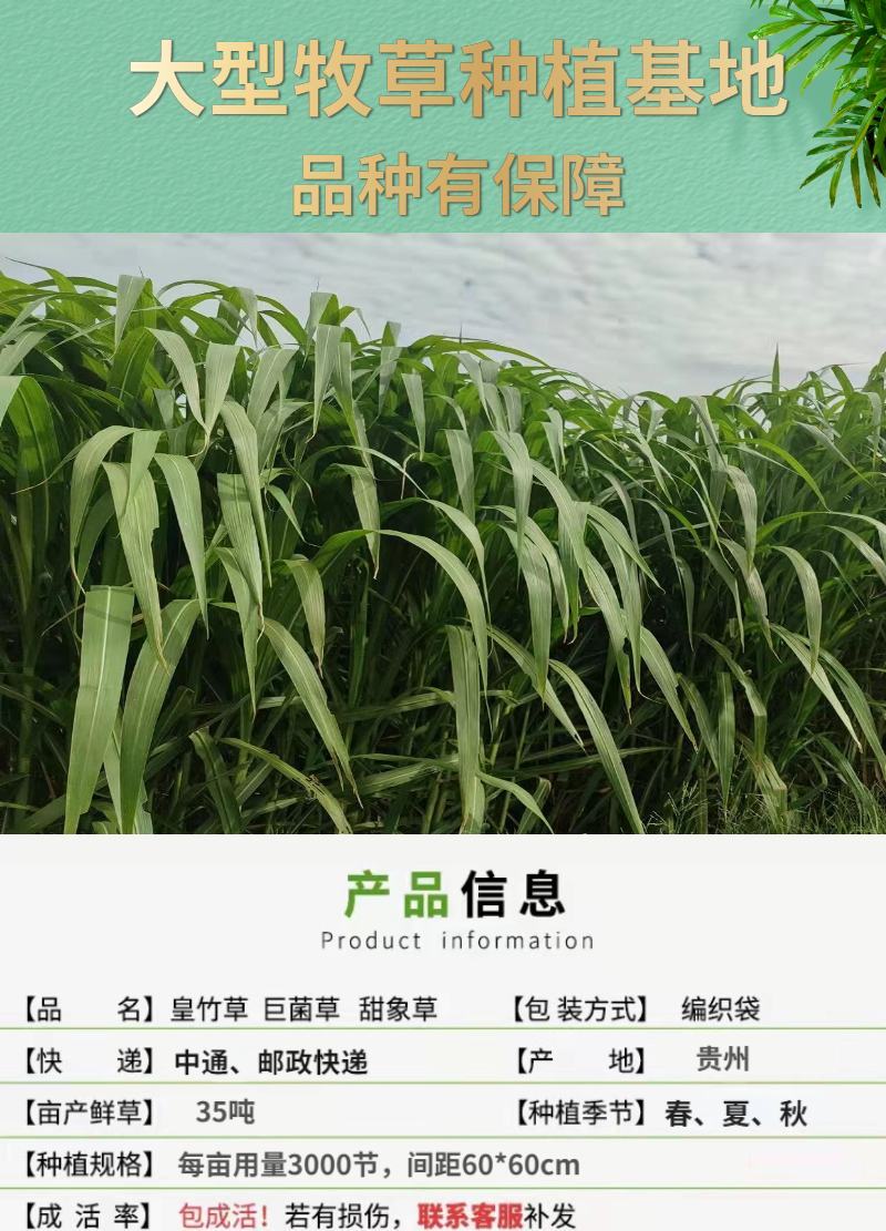 甜象草巨菌草皇竹草产量高可四季增长适合猪马牛羊的