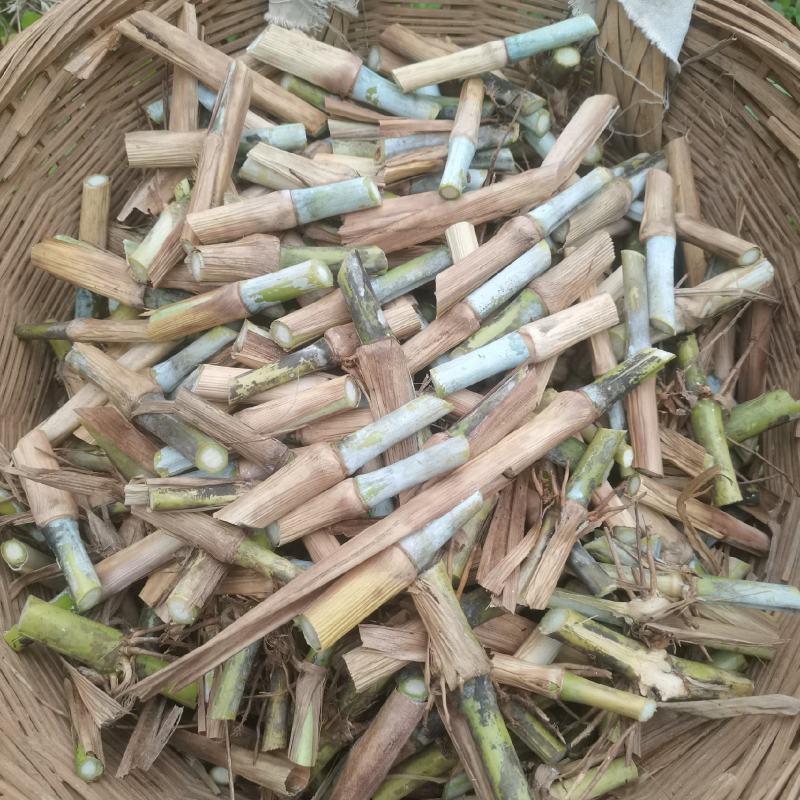 甜象草巨菌草皇竹草产量高可四季增长适合猪马牛羊的
