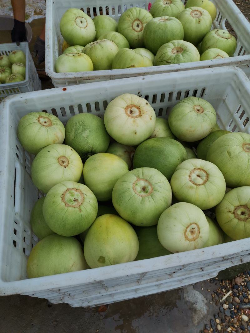 湖北甜宝绿宝甜瓜，质量好甜度高，产地一手货