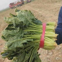 大叶陆地菠菜