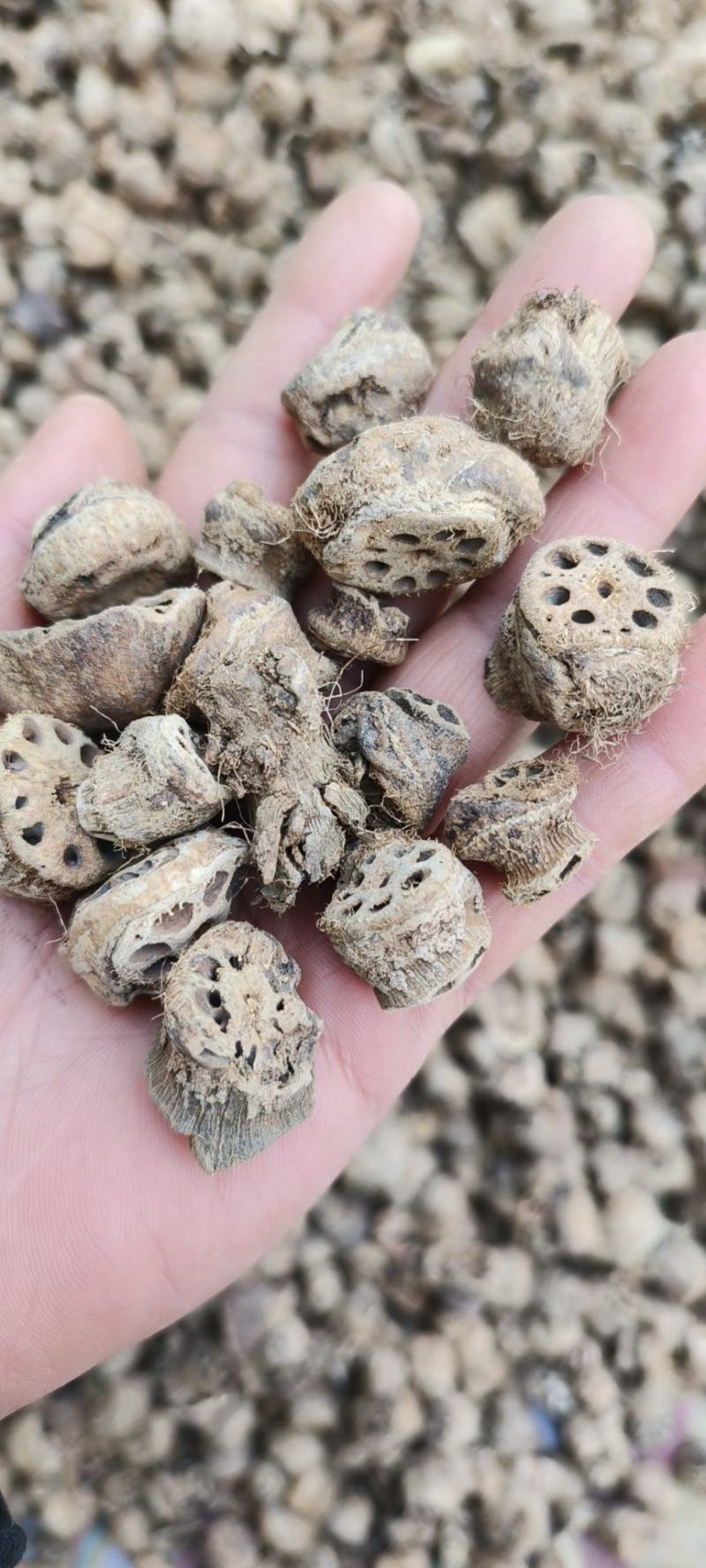 藕节干藕节产地直发量大从优一手货源冷背药材批发