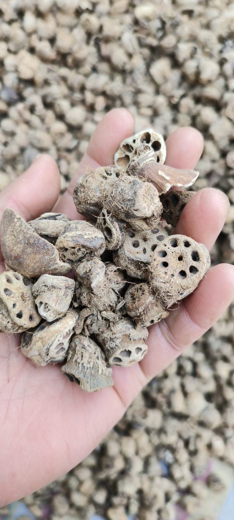 藕节干藕节产地直发量大从优一手货源冷背药材批发