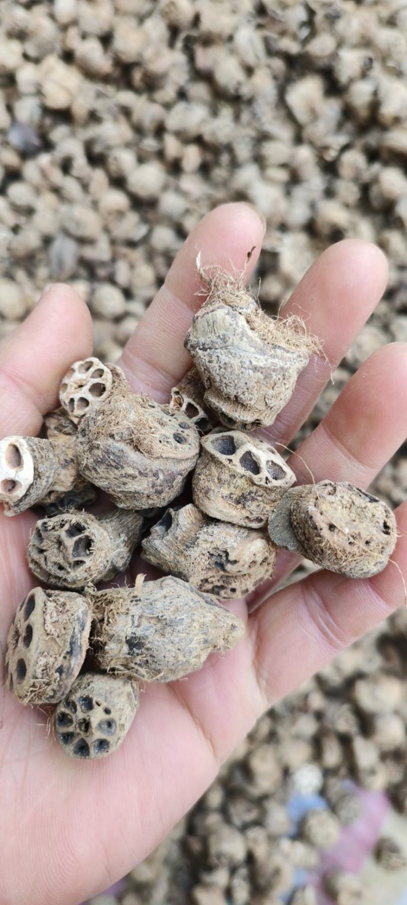 藕节干藕节产地直发量大从优一手货源冷背药材批发