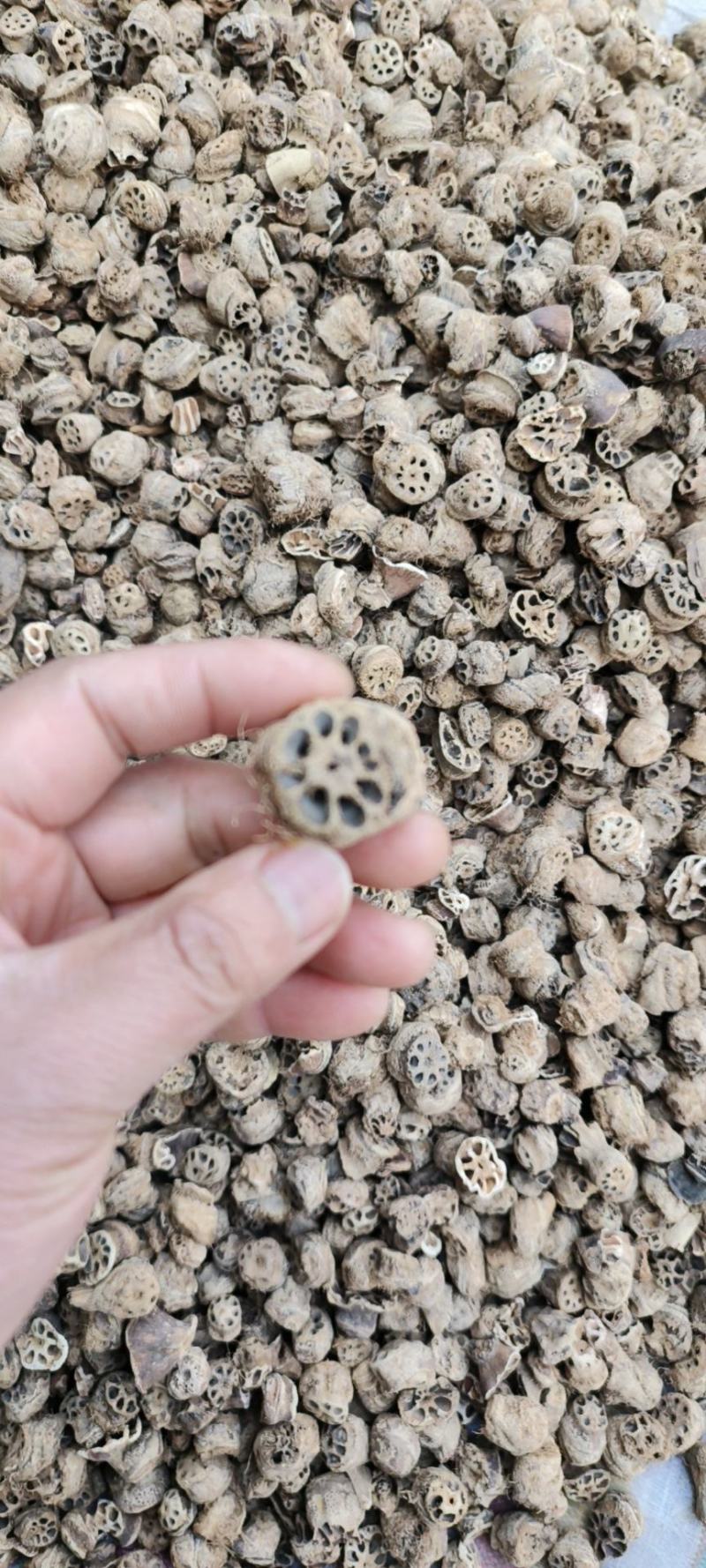 藕节干藕节产地直发量大从优一手货源冷背药材批发