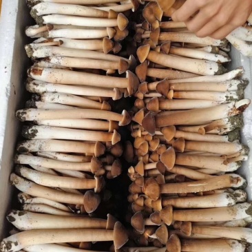 长根菇净重包邮