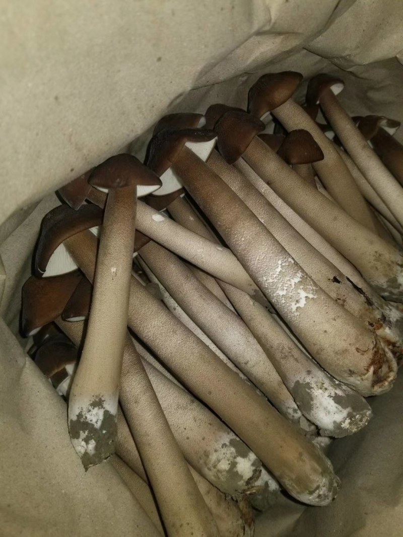 长根菇净重包邮