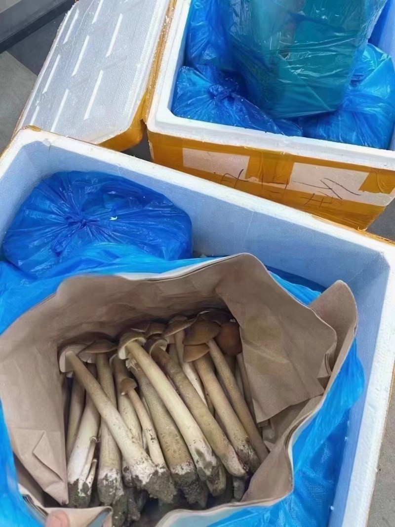 长根菇净重包邮