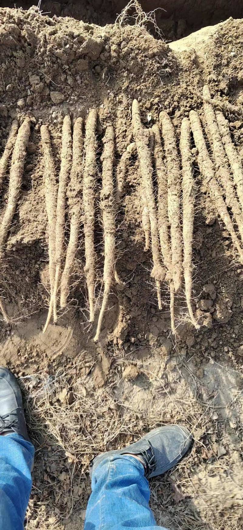 正宗河北好吃的小白嘴山药新鲜现挖根根挑选粉糯香甜