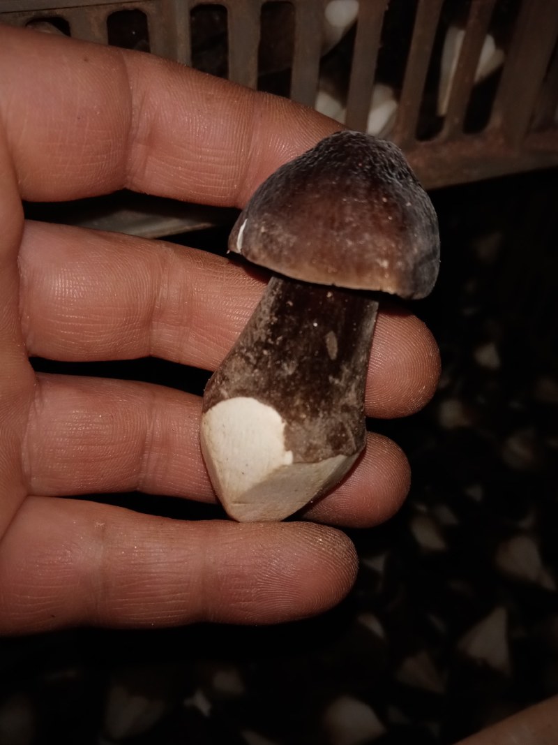 黑皮鸡菌