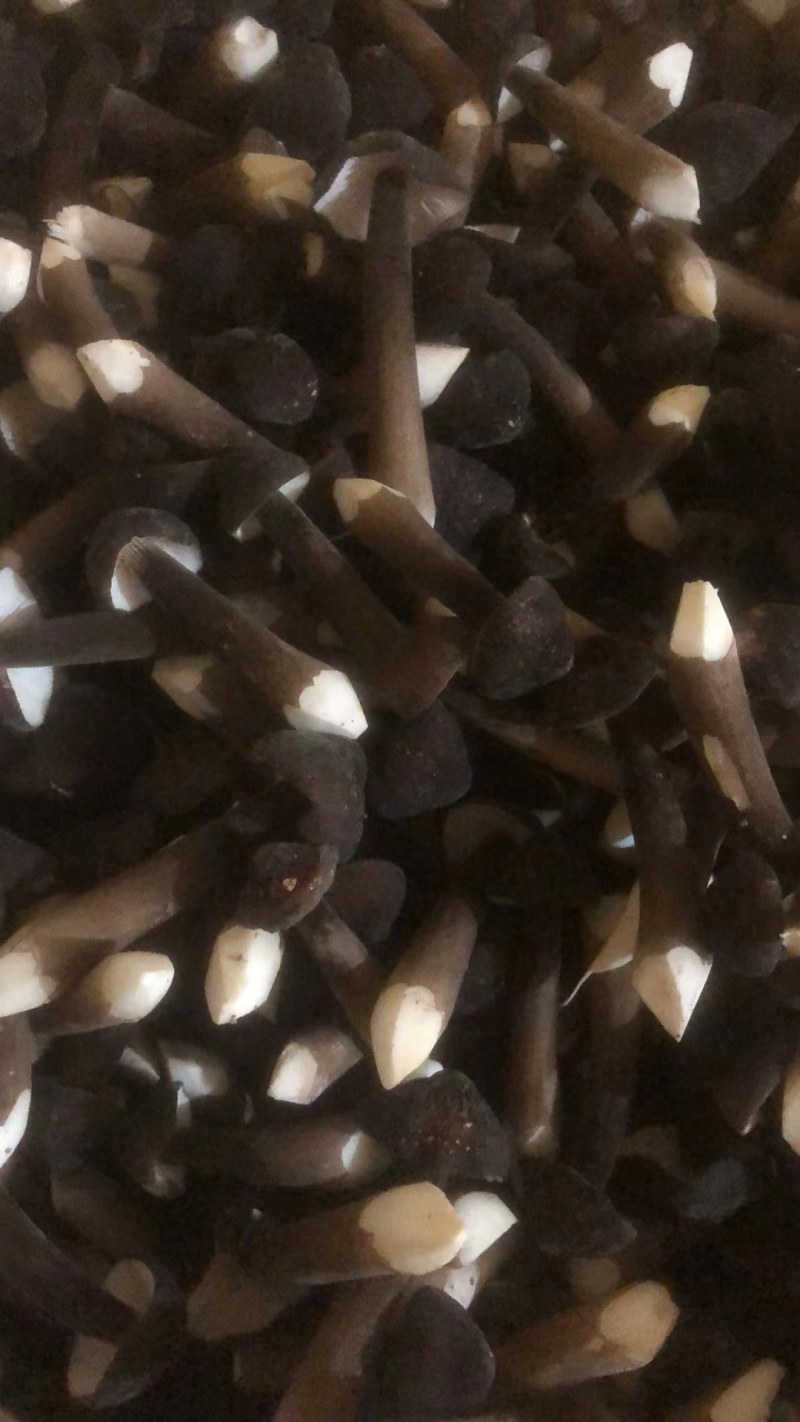 黑皮鸡菌