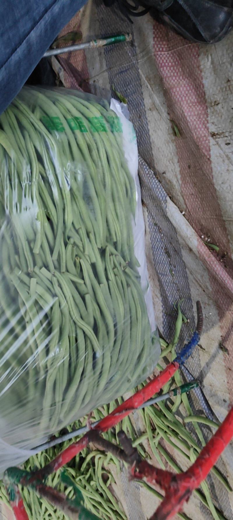 四季豆，豆王，夹豆产地直发量大，各种包装齐全