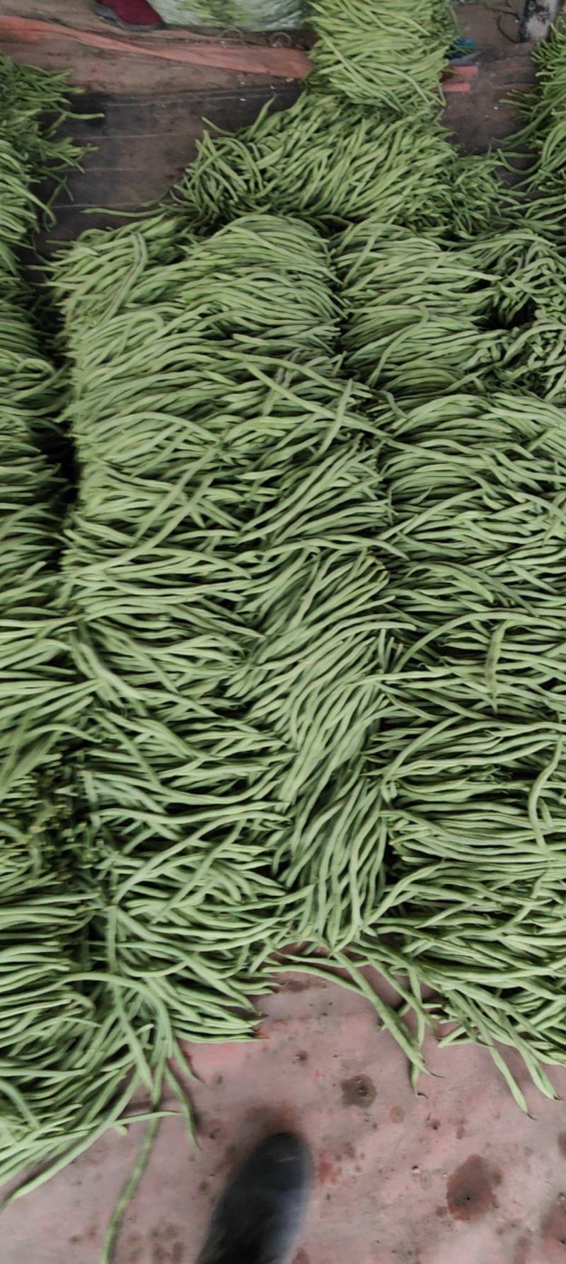 四季豆，豆王，夹豆产地直发量大，各种包装齐全