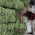 四季豆,豆王,夹豆产地直发量大,各种包装齐全