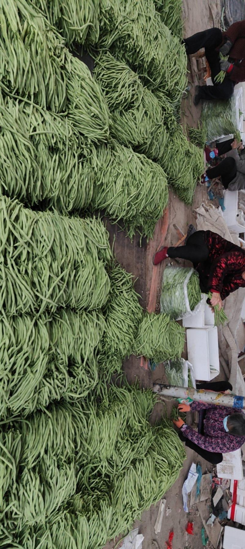 四季豆，豆王，夹豆产地直发量大，各种包装齐全