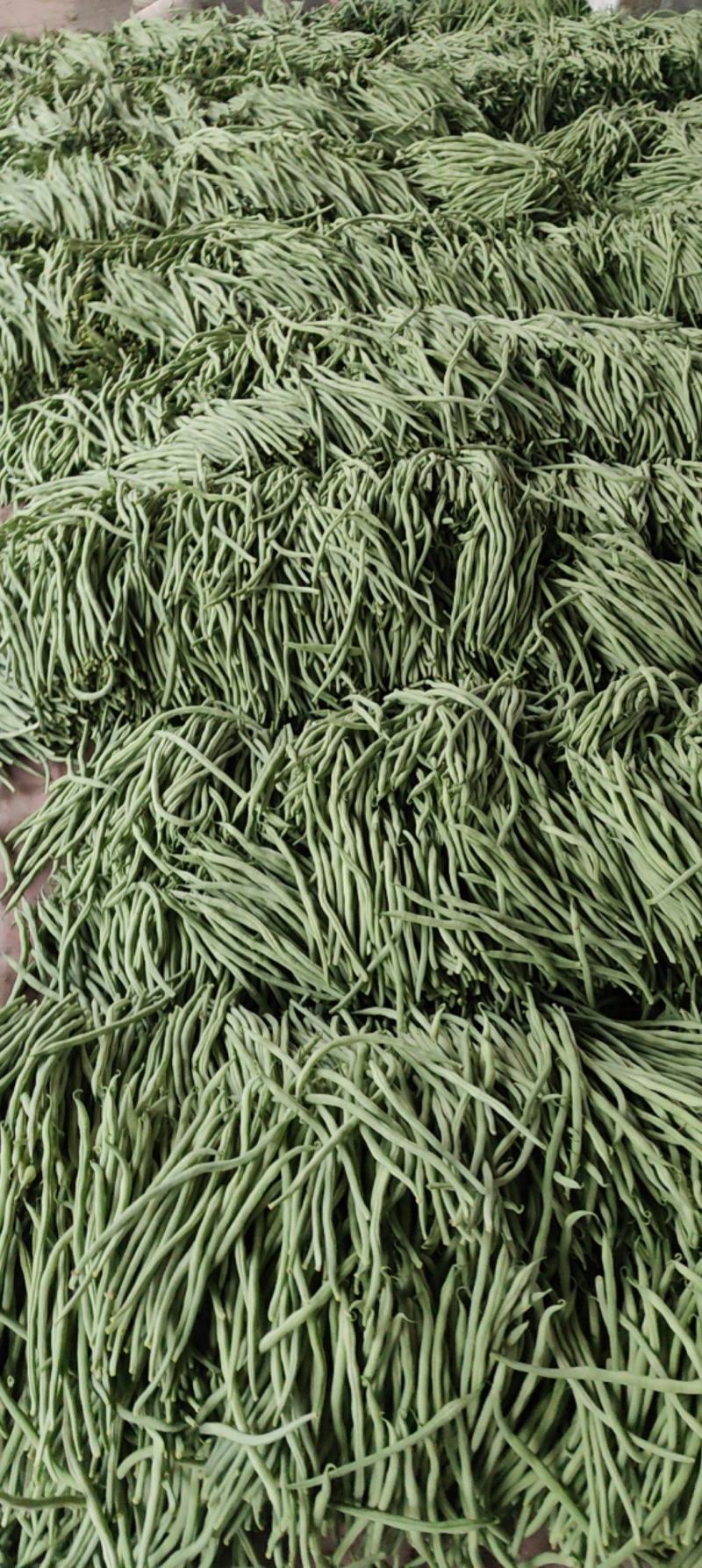 四季豆，豆王，夹豆产地直发量大，各种包装齐全