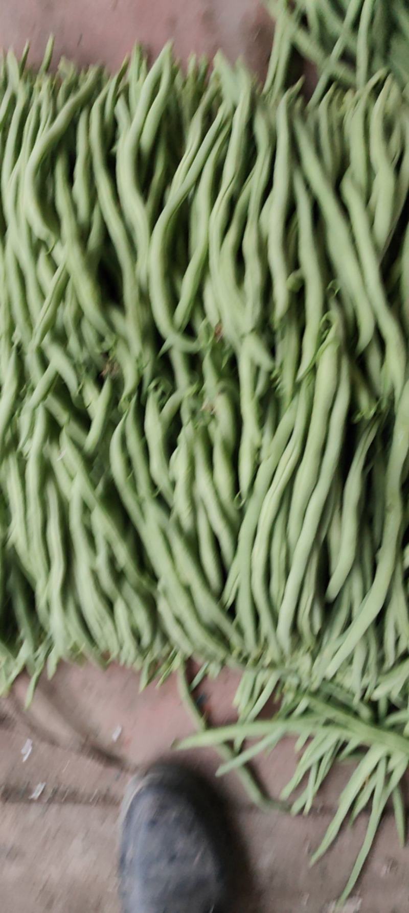 四季豆，豆王，夹豆产地直发量大，各种包装齐全