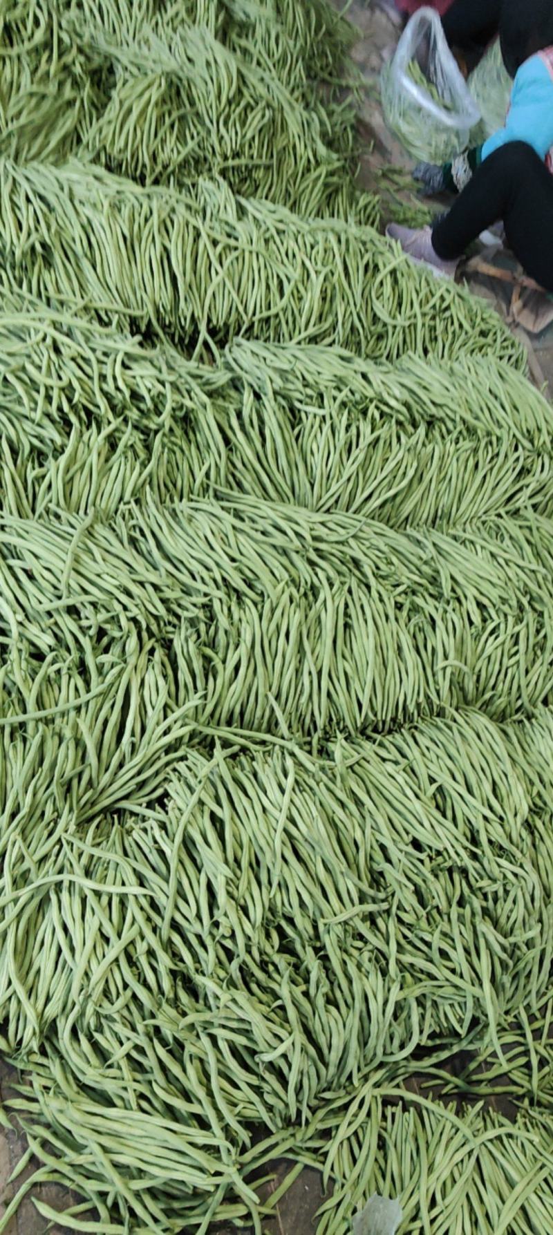 四季豆，豆王，夹豆产地直发量大，各种包装齐全