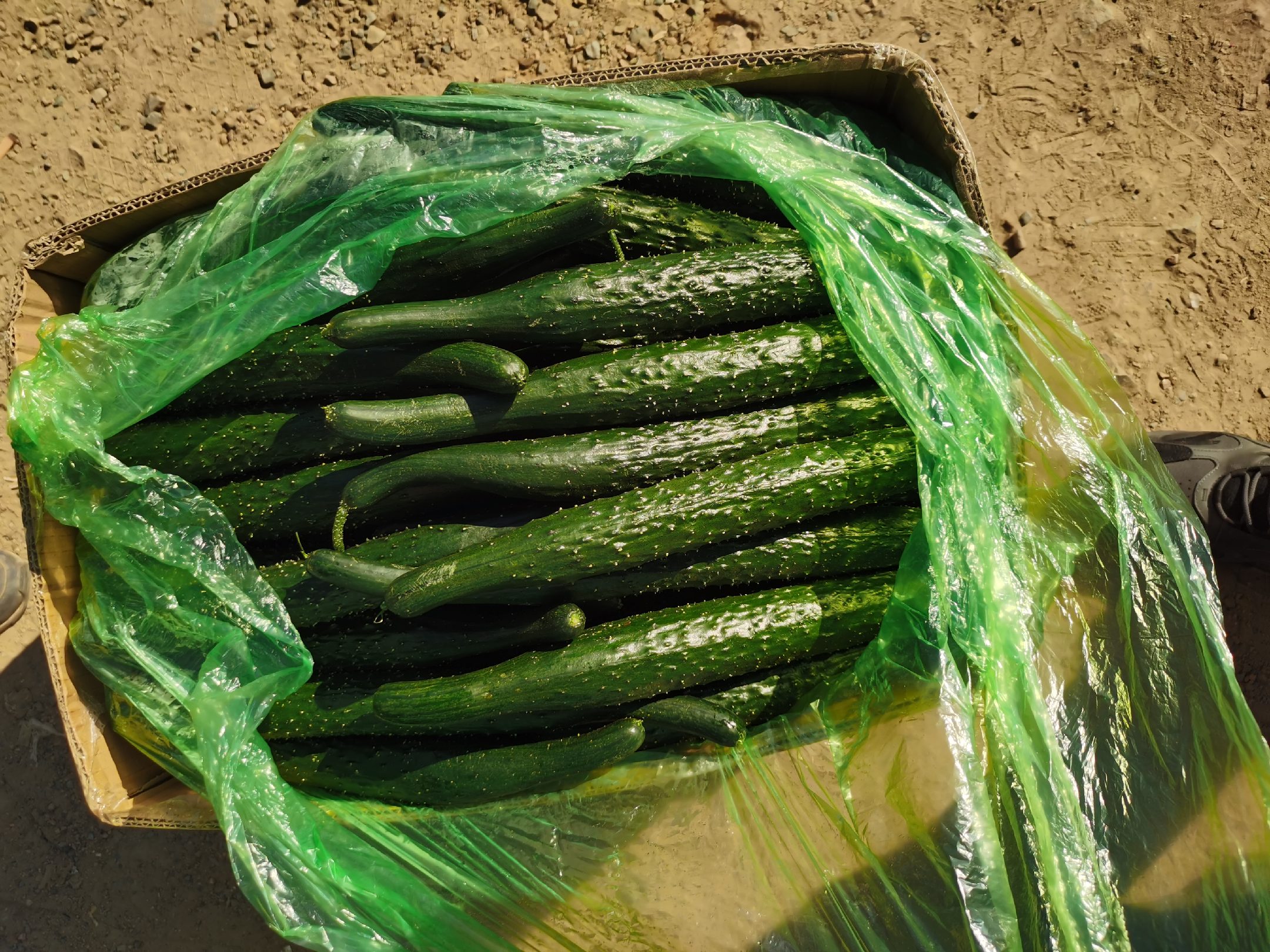 透明密封袋中装有浅绿色的老黄瓜切片,整齐排列,袋子贴有标签写着‘老黄瓜-202404’,背景为家用冰箱冷冻室内景,周围可见其他冷冻食材 老黄瓜经过切片、焯水、冷冻处理后装入密封袋存放于冰箱冷冻室