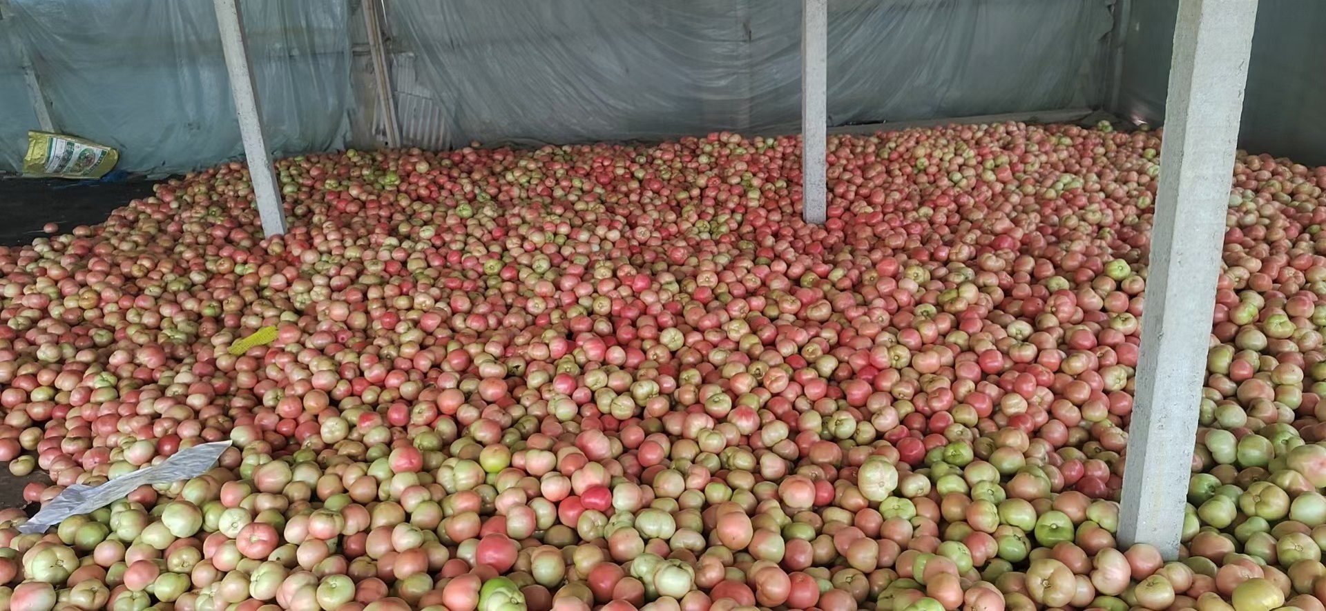 草莓番茄与普罗旺斯番茄对比图