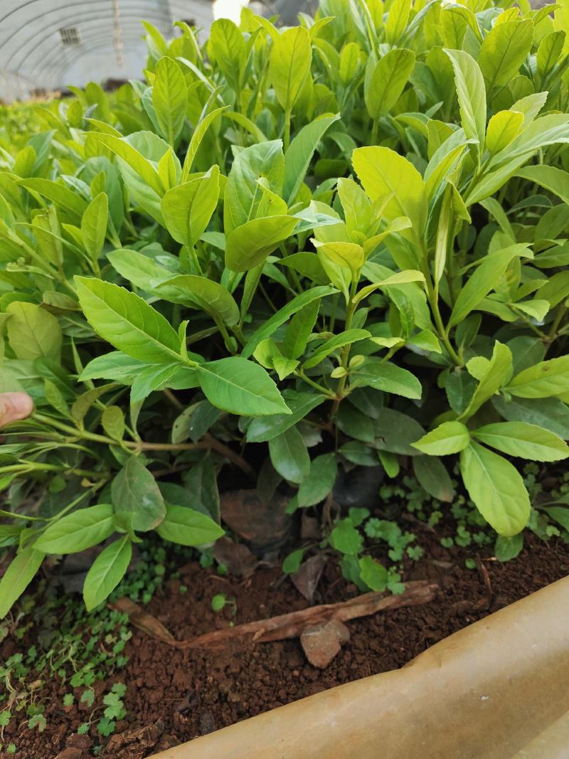 欧洲荚蒾，工程苗