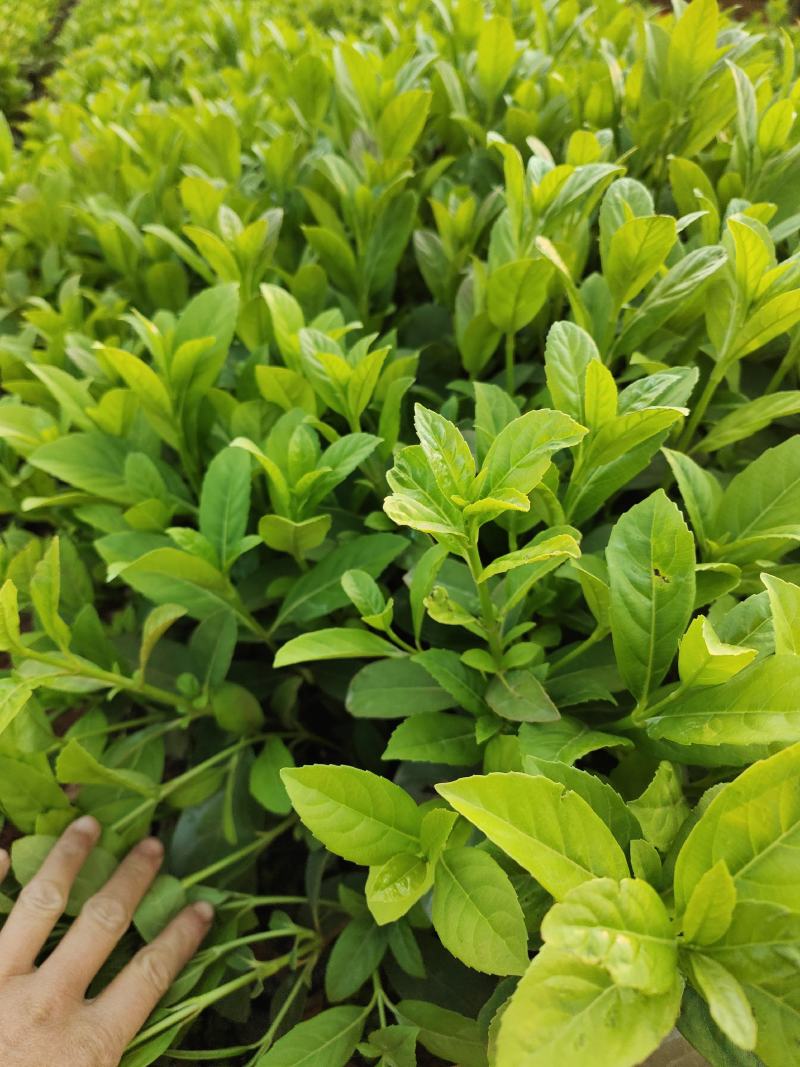 欧洲荚蒾，工程苗