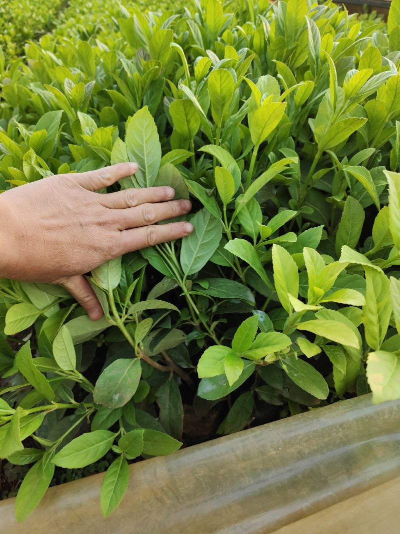 欧洲荚蒾，工程苗