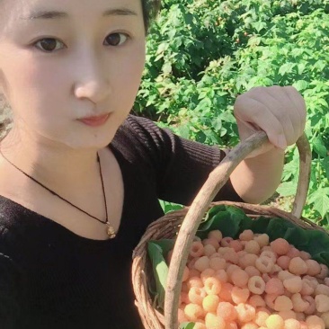 黄树莓苗双季黄树莓苗南方北方盆栽地栽当年结果苗