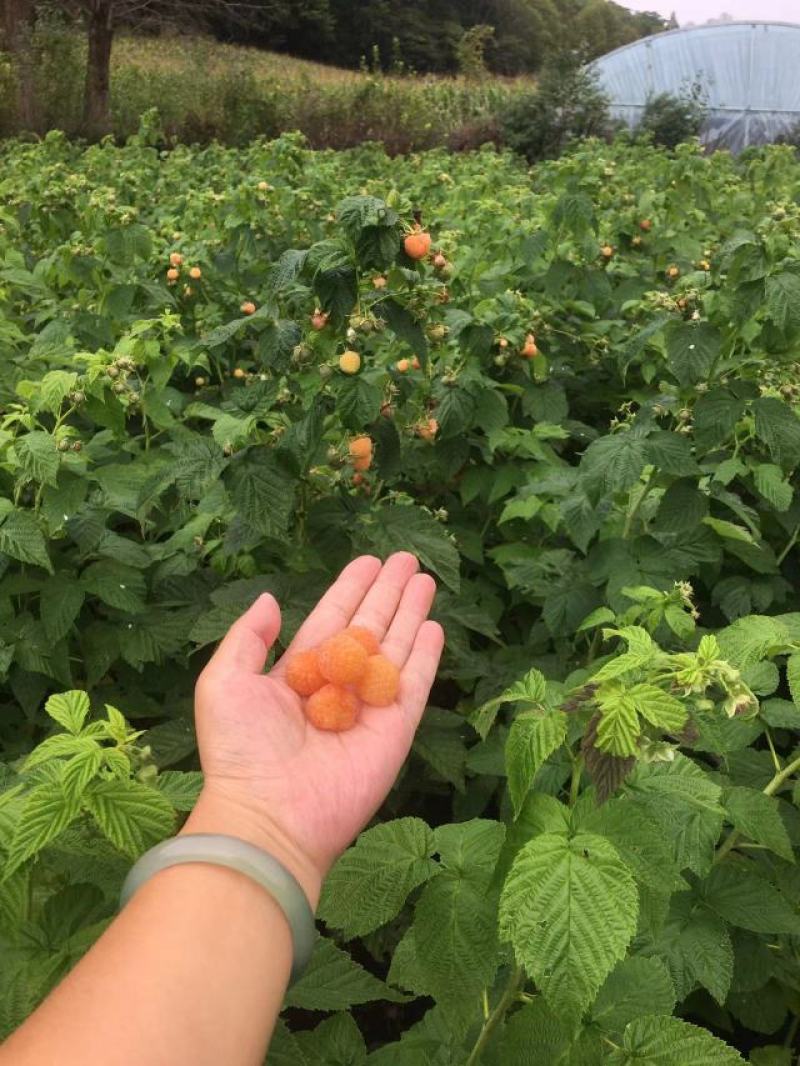 黄树莓苗双季黄树莓苗南方北方盆栽地栽当年结果苗