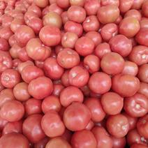 西红柿，弧三以上，基地一手,手挑货质量保证，大量供货
