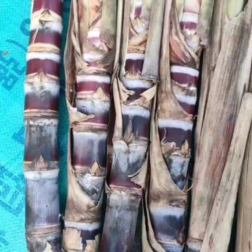 广西金皮甘蔗种苗，黄皮甘蔗种苗，黑皮甘蔗种苗