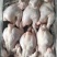 4斤多大肉食白条鸡