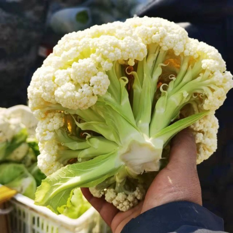 新上汉中有机菜花花面白无根，露天有机花，口感脆嫩