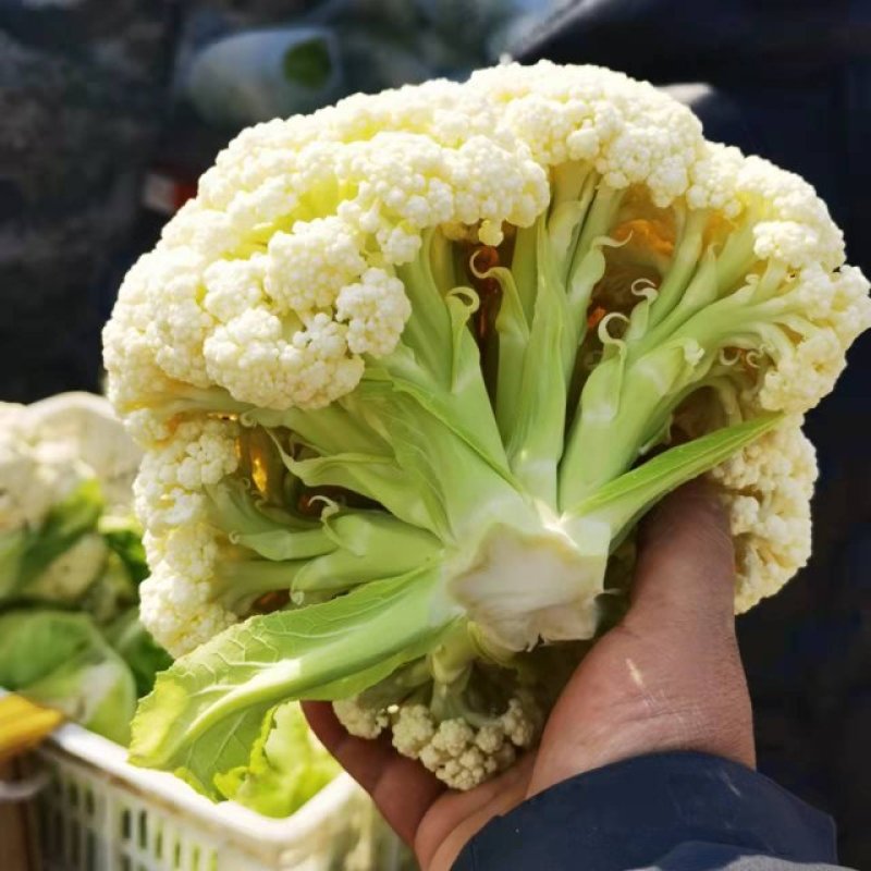 新上汉中有机菜花花面白无根，露天有机花，口感脆嫩