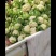 新上汉中有机菜花花面白无根，露天有机花，口感脆嫩