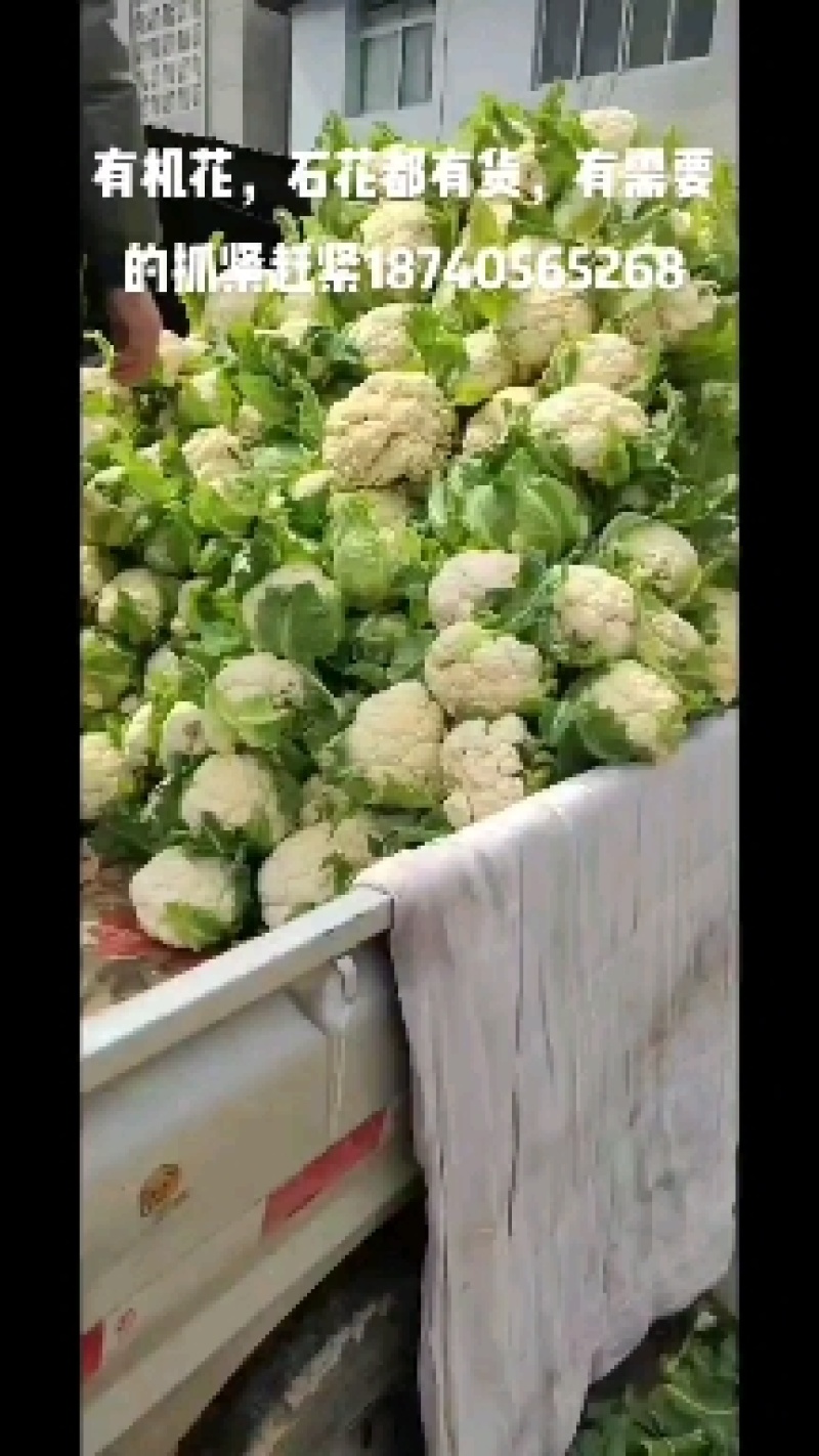 新上汉中有机菜花花面白无根，露天有机花，口感脆嫩