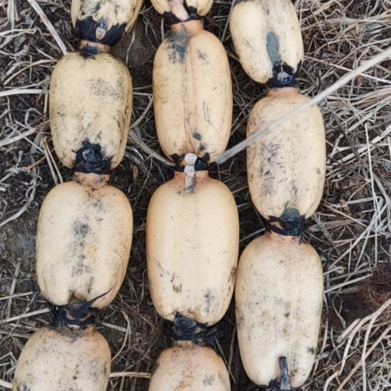 基地种植，长期稳定供应优质莲藕，货，货源充足稳定